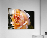 Lush Orange Rose Acrylic Print