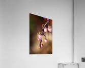 Orchid Buds Acrylic Print