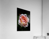 Romantic Rose Acrylic Print