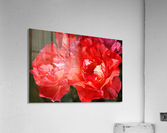 Bright Red Roses Acrylic Print