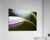 Lily Buds Acrylic Print