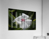 Natures Glitter Acrylic Print