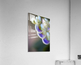 Corkscrew Flower Close Acrylic Print