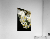 Jonquils In White Acrylic Print