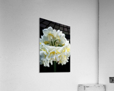 Jonquil Flower Ring Acrylic Print