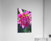 Dahlias Face Acrylic Print