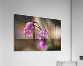 Australian Native Orchid Acrylic Print