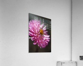 Dahlia Pink Acrylic Print