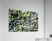 Succulent World Acrylic Print