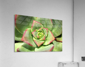 Hens And Chicks Succulent Acrylic Print