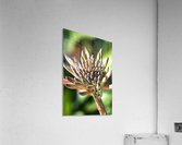 Cactus Bloom Acrylic Print