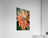 Orange Cactus Flower Acrylic Print