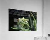 Parrot Tulip Bud  Acrylic Print