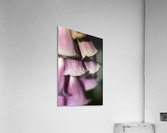 Foxglove Flowers Acrylic Print