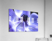 Blue Anemone Acrylic Print