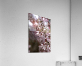 Weeping Cherry Acrylic Print