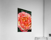 Orange Rose Display Acrylic Print