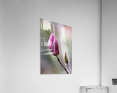 Magnolia Bud Acrylic Print
