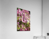 Hydrangea In Pink Acrylic Print