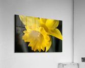 Daffodil  Acrylic Print