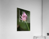 Pink Daisy Bud Acrylic Print
