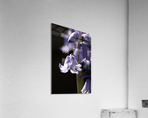 Bluebell Flower  Acrylic Print