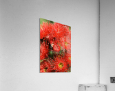 Red Eucalyptus flowers Acrylic Print