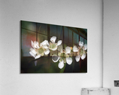 Tea Tree Flowers Acrylic Print