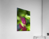 Bougainvillea  Acrylic Print