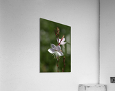 Gaura Flowers Acrylic Print