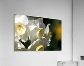 Jonquils  Acrylic Print