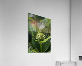 Hydrangea Bud Acrylic Print