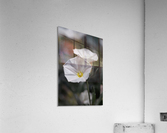 Morning Glory Acrylic Print