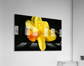 Daffodil Yellow Acrylic Print