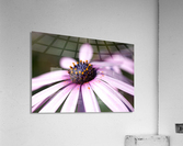Daisy Pink Acrylic Print