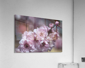 Pink Blossom Acrylic Print