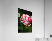 Variegated Rose  Acrylic Print