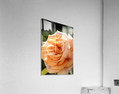 Open Orange Rose Acrylic Print