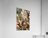 Eucalyptus Tree Buds Acrylic Print