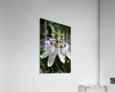 Passion Flower Acrylic Print