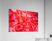 Red Rose Petals Acrylic Print