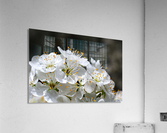 Reaching Up High Blossom Acrylic Print