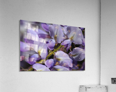Wisteria Purples Acrylic Print