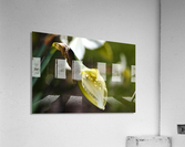 Daffodil Bud Acrylic Print