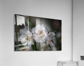 Crabapple Flowers Acrylic Print