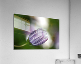 Daisy Bud Acrylic Print