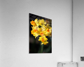 Jonquils Yellow Acrylic Print