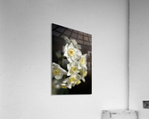 Jonquils Romance Acrylic Print