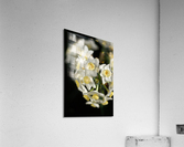 Jonquils Ring Acrylic Print
