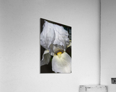 White Iris Acrylic Print